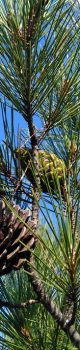 pine-579287_960_720